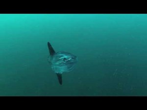 Ocean sunfish swimming, UK