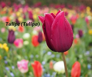Fleurs du printemps : La tulipe (Tulipa) Elle reste une fleur à bulbe qui embellit nos jardins au printemps. Elle fait partie de la famille des Liliacées. Sa taille varie entre 20 et 75 cm. Pour obtenir cette splendide fleur au printemps, il faut mettre en terre les bulbes de tulipes entre le début de l’automne et la mi-décembre au plus tard. Pour réussir la floraison, il faut tenir compte de certaines conditions : - La profondeur du trou abritant les bulbes de tulipes doit faire 2 à 3 fois la t