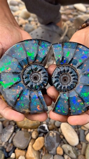 The Most Stunning Opal Ammonite Fossil Ever Found!