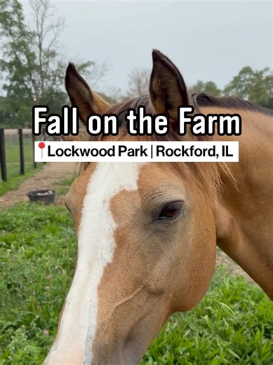 Lockwood Park Saturday Market in Rockford: Fall Fun Starts Nov. 7