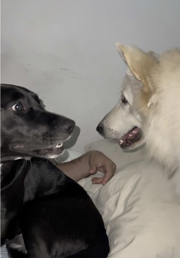 Aventuras Con Loki: ¡Perdí Con La Negra! 😳🥲