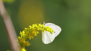 Premium stock video - Pieris brassicae, the large white butterfly, also called cabbage butterfly. large white is common throughout europe, north africa and asia often in agricultural areas, meadows and parkland.