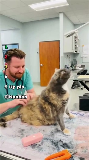 Top 6 Funny Cat Moments at the Vet 🐱 | Catolic Daily