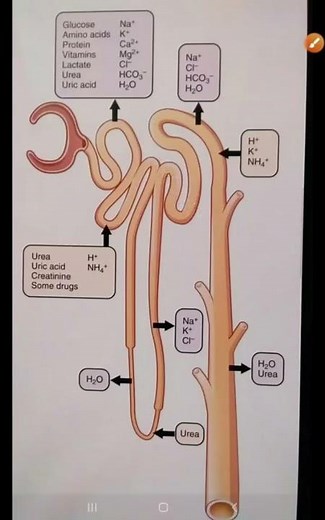Tubular Reabsorption and secretion//Nephron//Renal physiology//