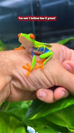 Shocking Animal Transformation!#animals #wildanimals #shorts