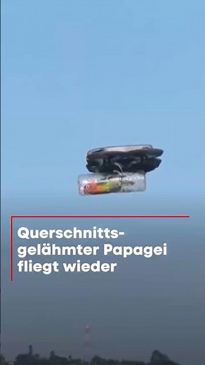 Querschnittgelähmter Papagei fliegt dank Drohne wieder 🦜✨