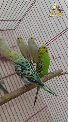 Fancy Budgies Ahmedab || Rainbow Split Budgies #birdlovers #birdsavairy