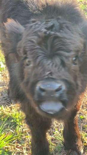 Cutest Highland Baby EVER! 🥰 #farmlife #smallranch #babyanimals #cow #babycows