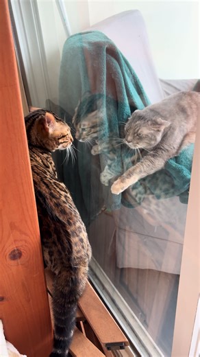 Heartwarming Cat Best Friends Moments