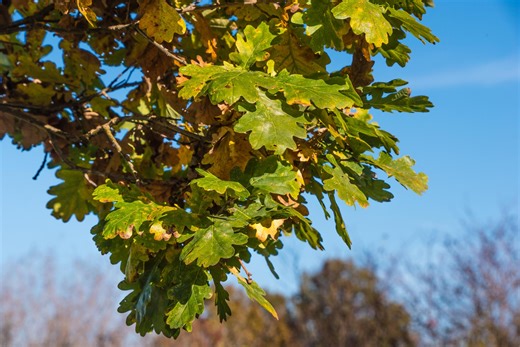 💚🌳Happy Texas Arbor Day! As we wrap up our Roots of Buda series, we’re revisiting one of the most important ways to protect Buda’s trees: preventing oak wilt. Earlier this week, we shared how this disease spreads and what you can do to help. Now, this video from the Texas A&M Forest Service shows how you can help stop the spread of this serious tree disease. From learning about heritage trees to exploring tree ordinances, we’ve seen how deeply our roots run in Buda. Learn more about Texas Arbo