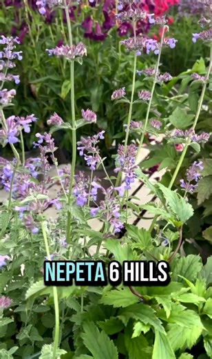 3.6K views · 24 reactions | Want to attract more pollinators to your garden?  Our expert Jo shares her top plant picks for bringing in bees, butterflies, hoverflies and more! 曆 Planting for pollinators not only helps nature thrive, but brings your garden to life too  #PollinatorFriendly #GardeningTips #WildlifeGarden #BentsExperts #PlantsForBees | Bents Garden & Home | Facebook