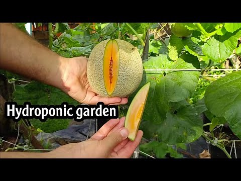 How to Start Hydroponic farming at home.