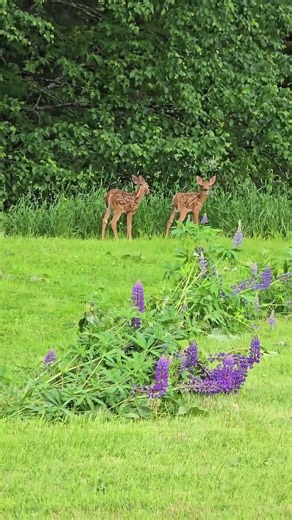Mama Deer & Twin Fawns Walking Through Lupines in Rural Maine