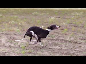Watch a Whippet's Impressive Performance at an Obedience Trial!