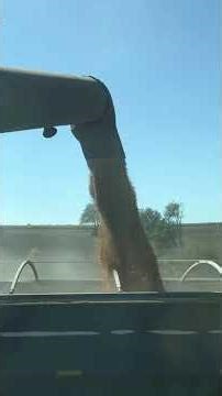 Unloading into the grain cart
