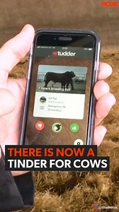625K views · 1.2K reactions | There is now a Tinder for Cows  | The Hook | Facebook