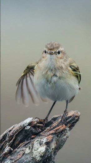 Super fast shutter speed bird photography with Nikon D500 and 500mm PF lens #wildlifephotoghraphy
