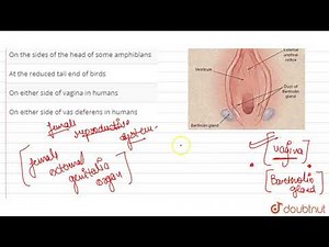 Bartholin\\'s glands are situated