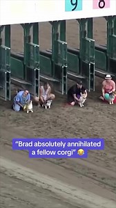 Corgi races are ELITE 🔥😂 (🎥: Canterbury Park Shakopee) | TSN