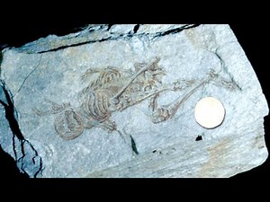 Did These Scientists Discover Ancient Fossils Of Tiny Humanoids In Antarctica?