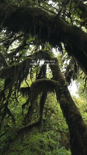 📍The Hoh Rainforest, Olympic National Park #nature #fyp #travel