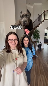 ⭐️LET’S GET READY FOR OUR NEW FAMILY MEMBER⭐️ #bullybeds #canecorso #rescue #motherdaughter #atx #maryland Bully Beds | Cook It Erica