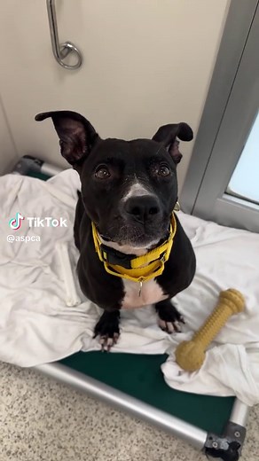 Adoptable Dogs Ready for Your Home