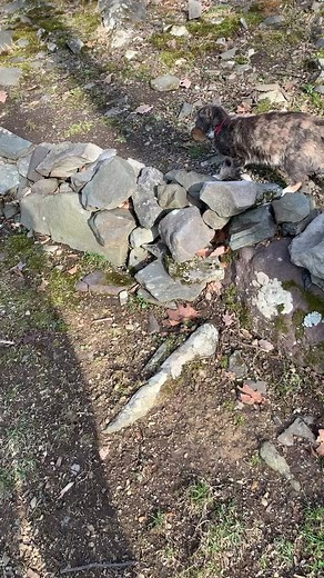 #cat #chipmunk | cats