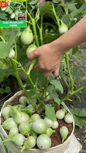 Growing Thai Eggplant: A Guide to Seeds and Care