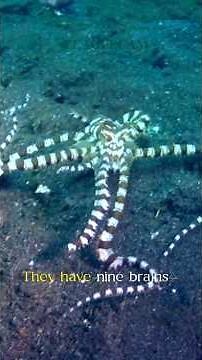 Octopus Intelligence: Masters of Problem Solving #SmartAnimals