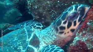 Hawksbill turtle (Eretmochelys imbricata) eating