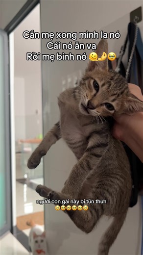 Những Bài Nhạc Buồn Nhất Dành Cho Mèo Con