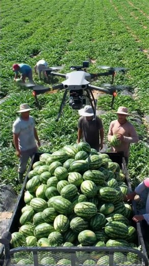 New Farming Innovation | High-Tech Drone Transporting Watermelons
