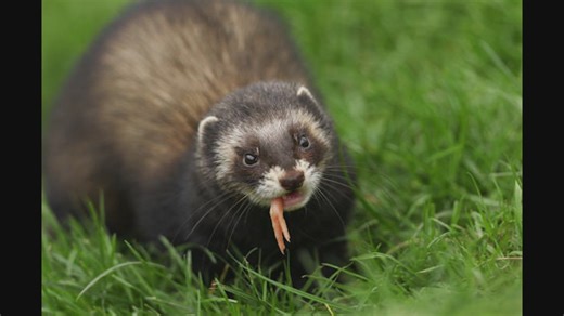 9 at 9: Is this a pole cat or a ferret?