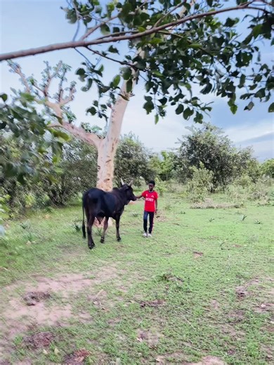 Passion for Senegalese Breeding: A Journey