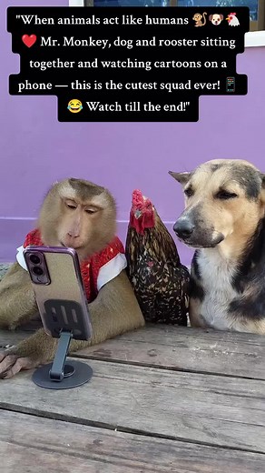 "Mr. Monkey, Dog & Rooster Watching Cartoons Together 📱🐒🐶🐔 | Cutes...
