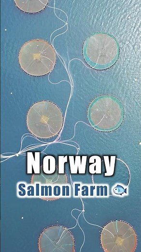 Sustainable Seas: Witnessing Norway's Fish Farming 🐟
