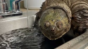 Snapping turtle recovering at New England wildlife center after it was struck by car
