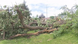 How to support your trees during storms