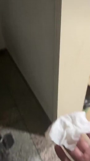 Crisis in the Kitchen: Handling a Cockroach Encounter