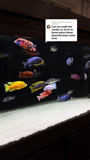 Why I Didn't Credit the Fish Seller