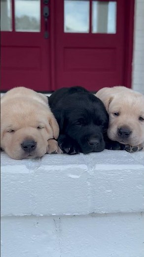 AKC LAB PUPPIES
