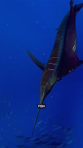 Fastest Fish in the Ocean? Meet the Sailfish! 😲 #wildlifefacts #insects