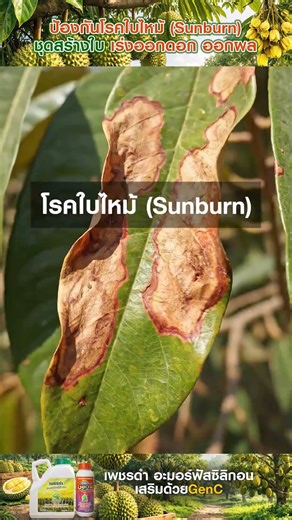 What is amorphous silicon and how to use it in durian orchards? #durian #SisaketVolcanoDurian