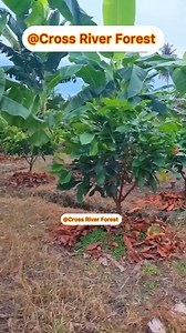 Watch and learn this system of mix cropping #recommended #recomended #viralpost2025 | Cross River Forest