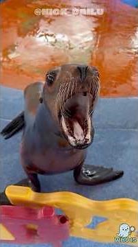 This Awkward Sea Lion Became an Internet Meme