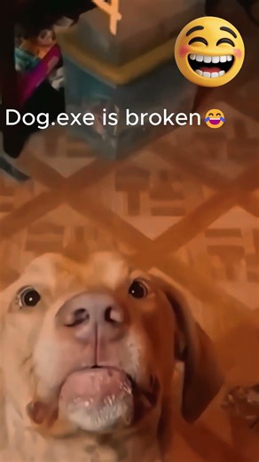 4 Craziest Pet Fails You've Ever Seen! 😂 | Funny Cat & Dog Compilation 2026