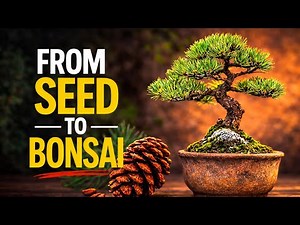 Can You Grow a Bonsai From a Pine Cone? The Truth | Bonsai Trees For Beginners