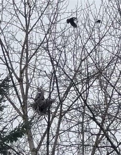 Heron and crows exchanging squawks in New Westminster Rookery Volume up