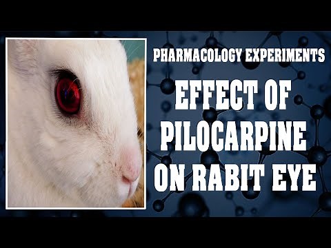 Effect Of Pilocarpine On Rabbit Eye - Pharmacology Experiments